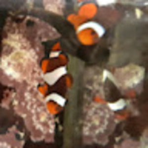 Meet your Posher, Corbin